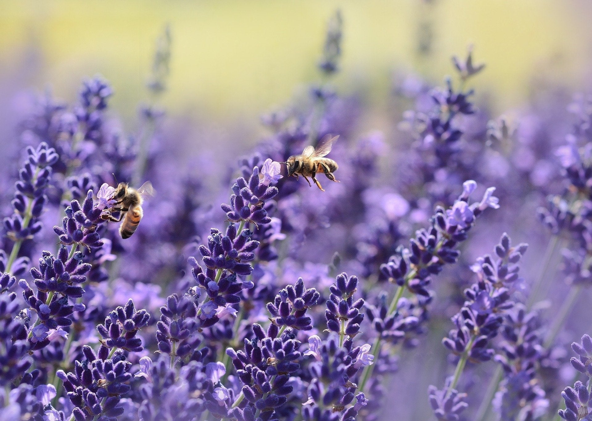 Lavender in Handcrafted Bath & Body Products
