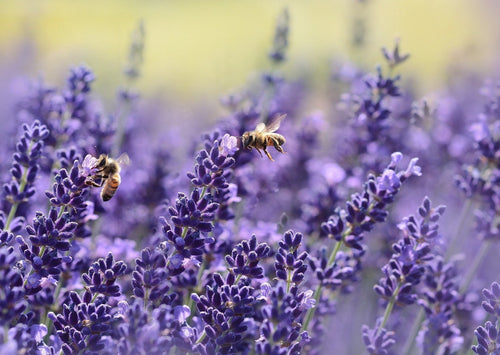 Lavender in Handcrafted Bath & Body Products