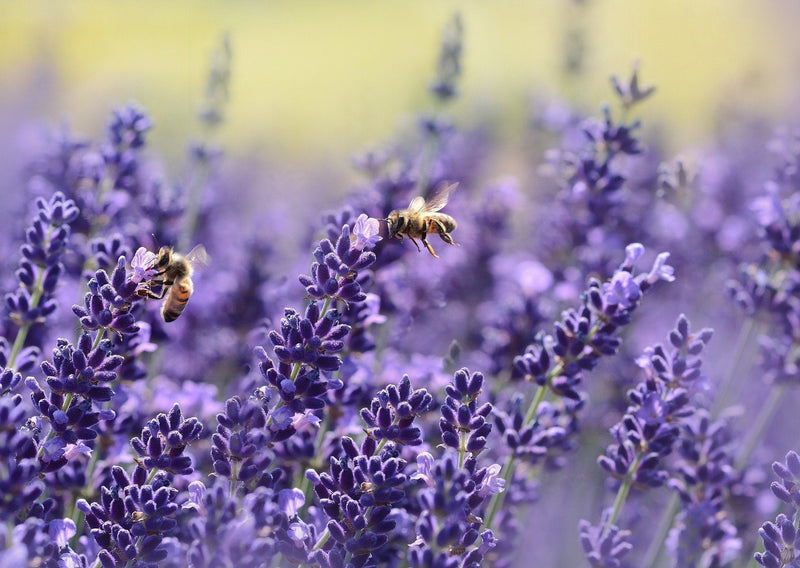 Lavender in Handcrafted Bath & Body Products
