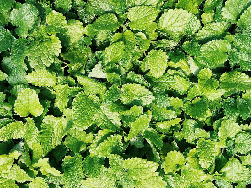 Spearmint Leaves
