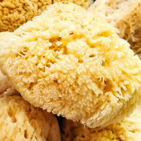 All Natural Dead Sea Sponge