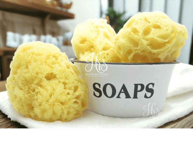 Large All Natural Dead Sea Sponge sea sponge Hickory Ridge Soap Co.   